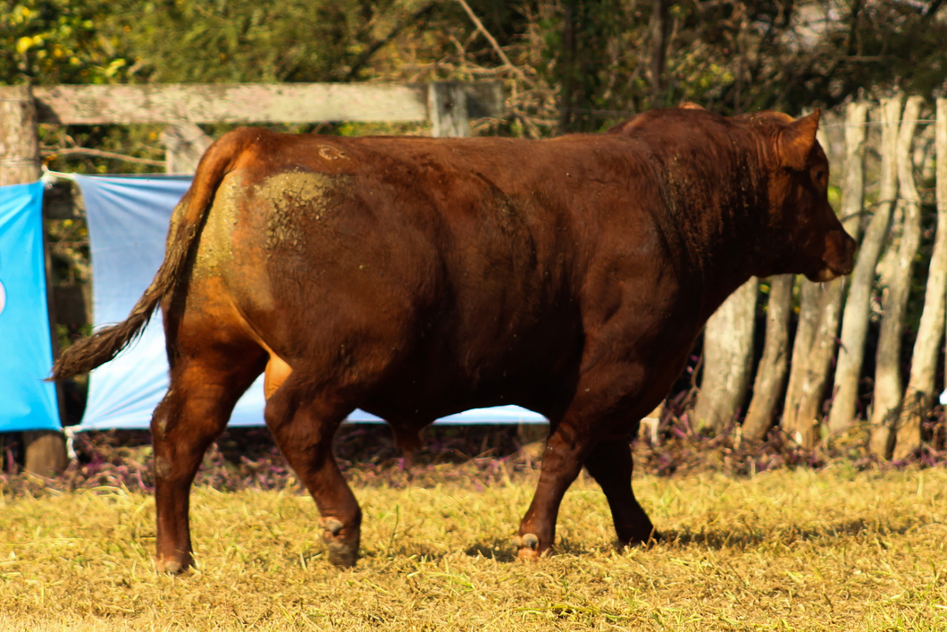 Lote CABAÑA COEMBOTÁ: RP 242