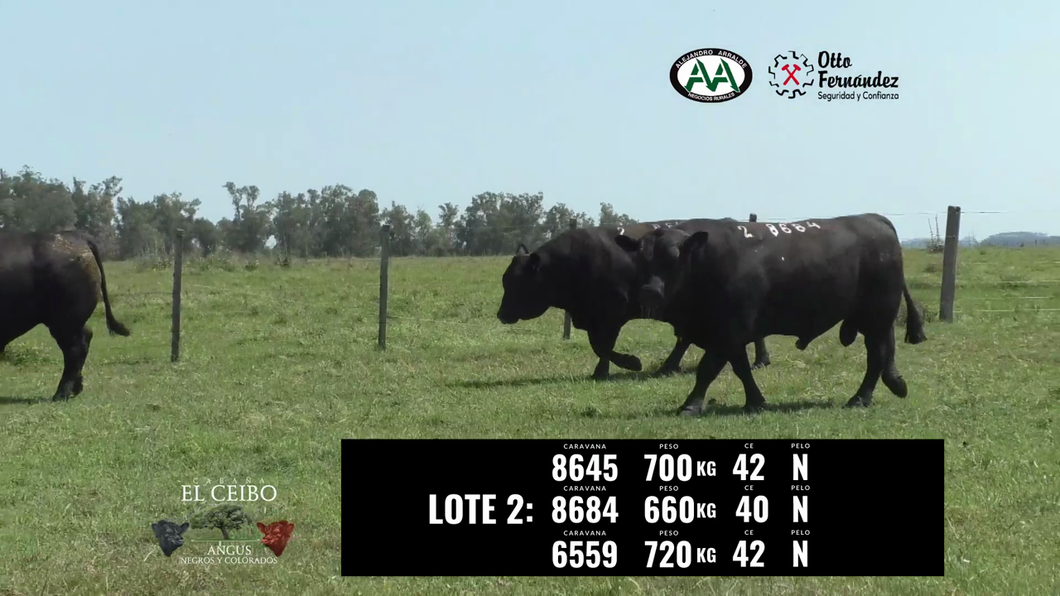 Lote 3 Toros a remate en El Ceibo - Angus, Artigas