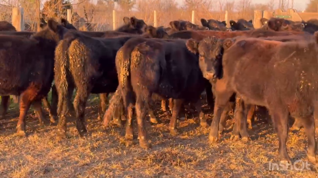 Lote 19 Vaquillonas preñadas en Cañuelas, Buenos Aires