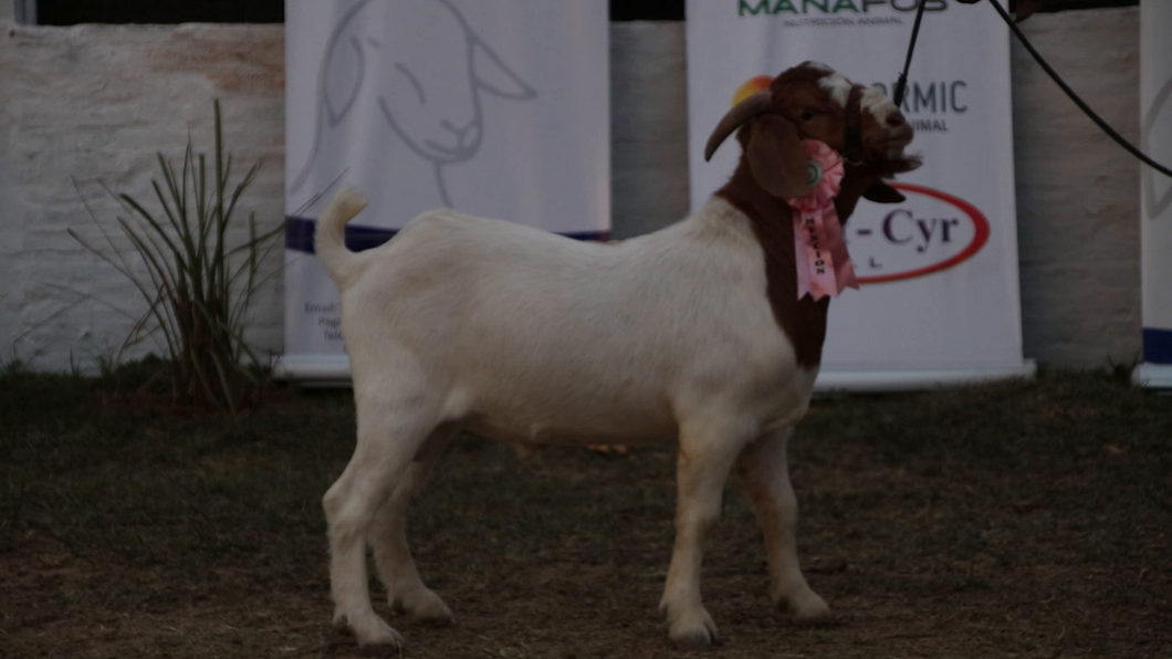 Lote Lote 39 - Caprinos