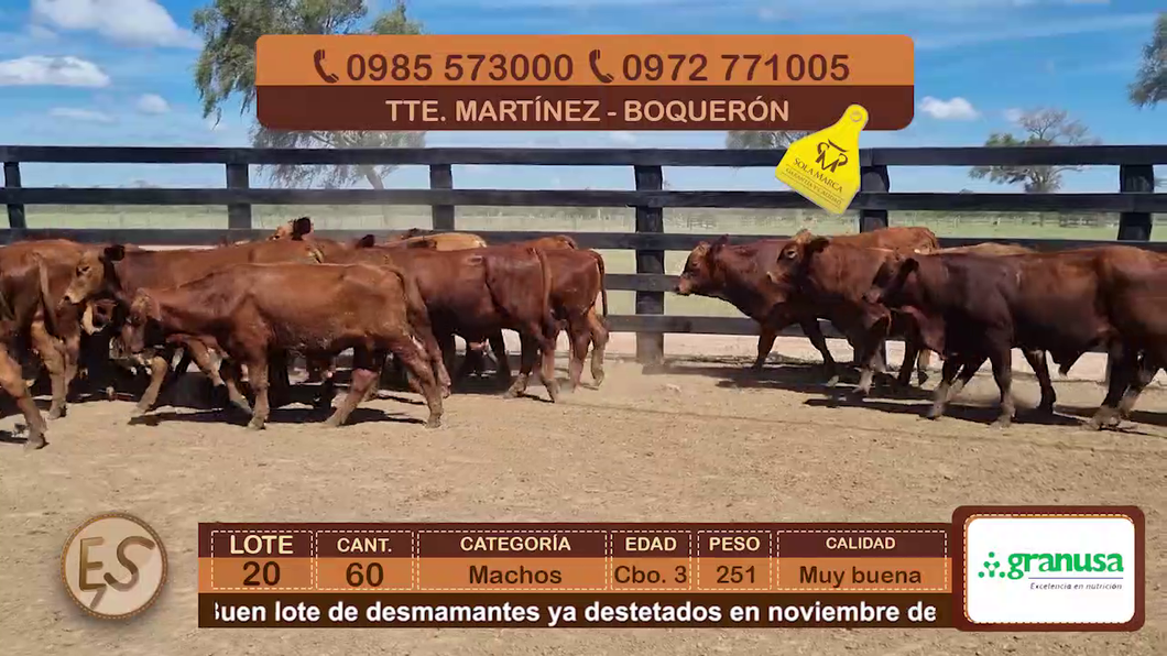 Lote (Vendido)60 Terneros CBO 3 a remate en Feria Elite de Terneros Cbo 4 - DEL DUERO SA 251kg - , Boquerón