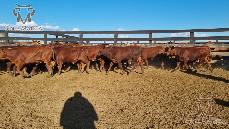 Lote Terneros Cbo 2