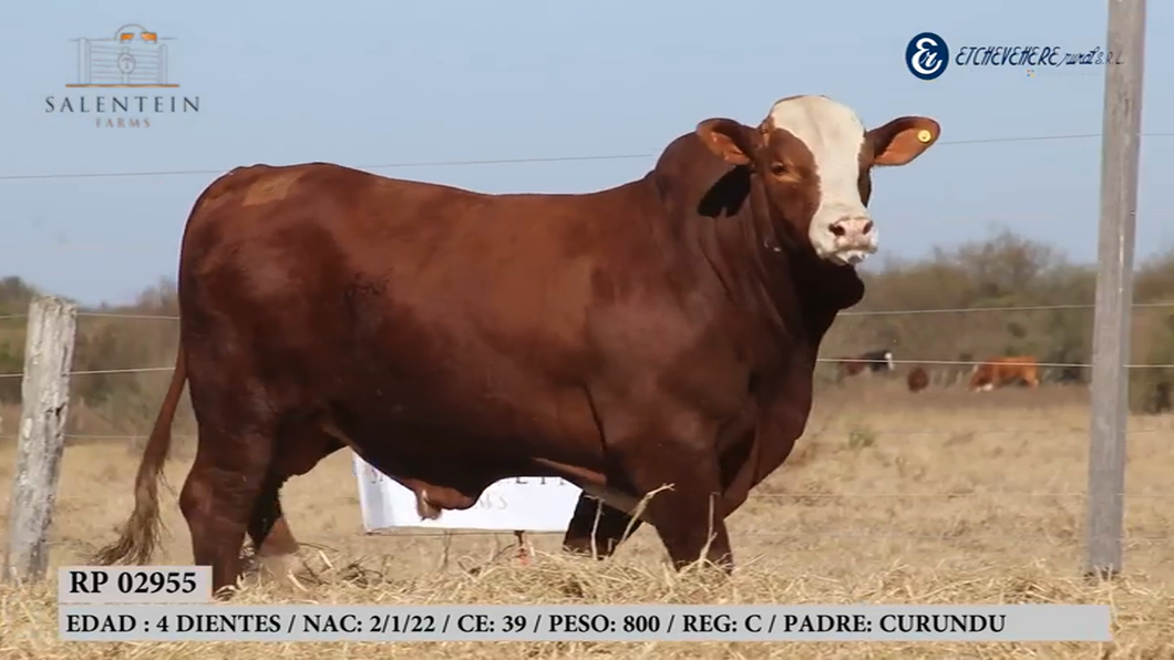 Lote Toro Braford