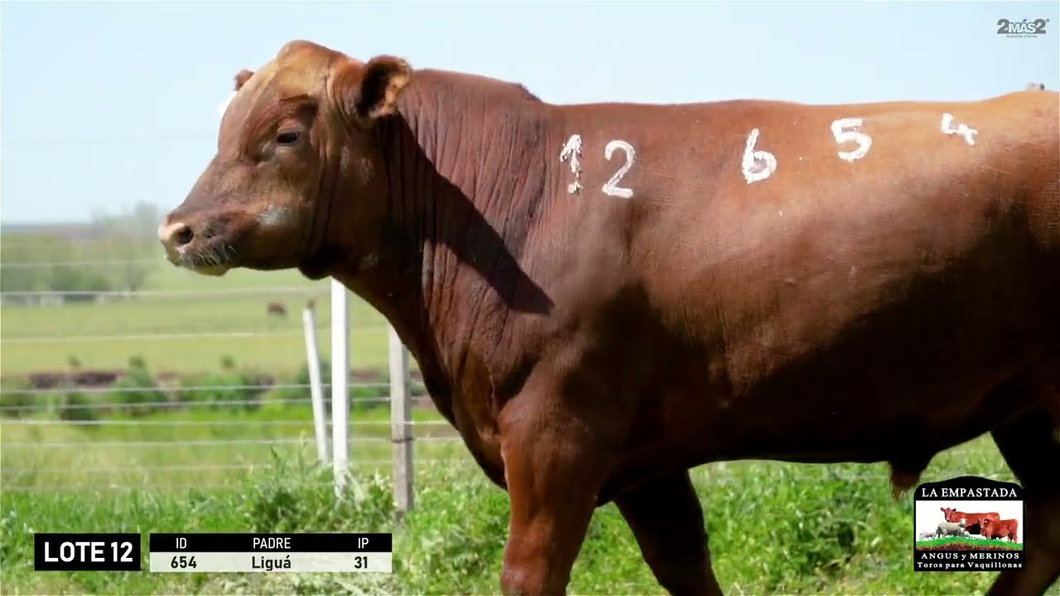 Lote 3 Toros a remate en Red Angus de La Empastada + Feria , Salto