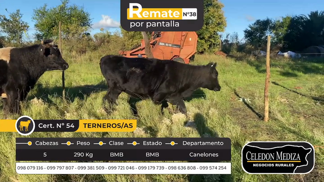 Lote 5 Terneros y Terneras en Canelones