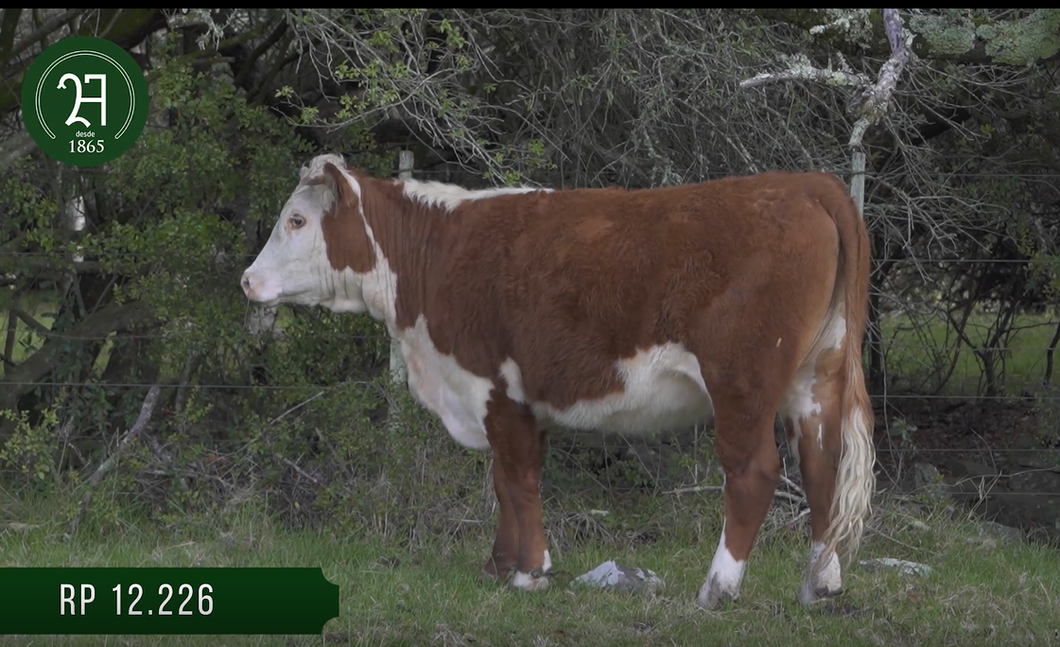 Lote Vaq Preañadas