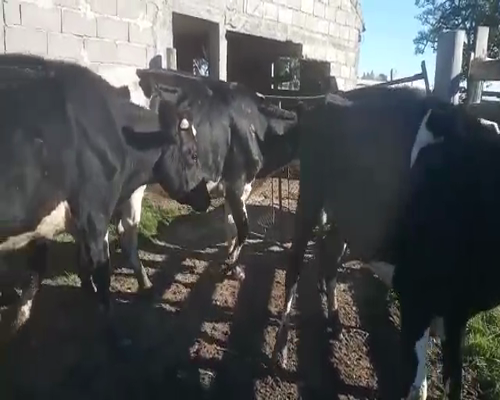 Lote 6 Vacas de Invernada HOLANDO a remate en Pantalla Camy 380 - 420kg - , San José