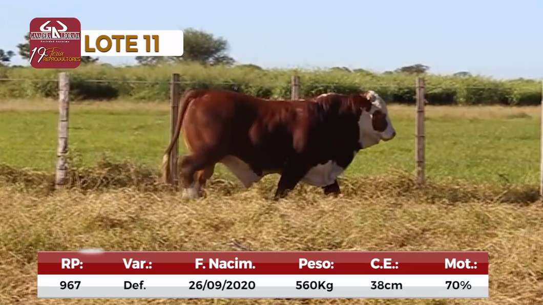 Lote Reproductores de Alborada - Lote 11