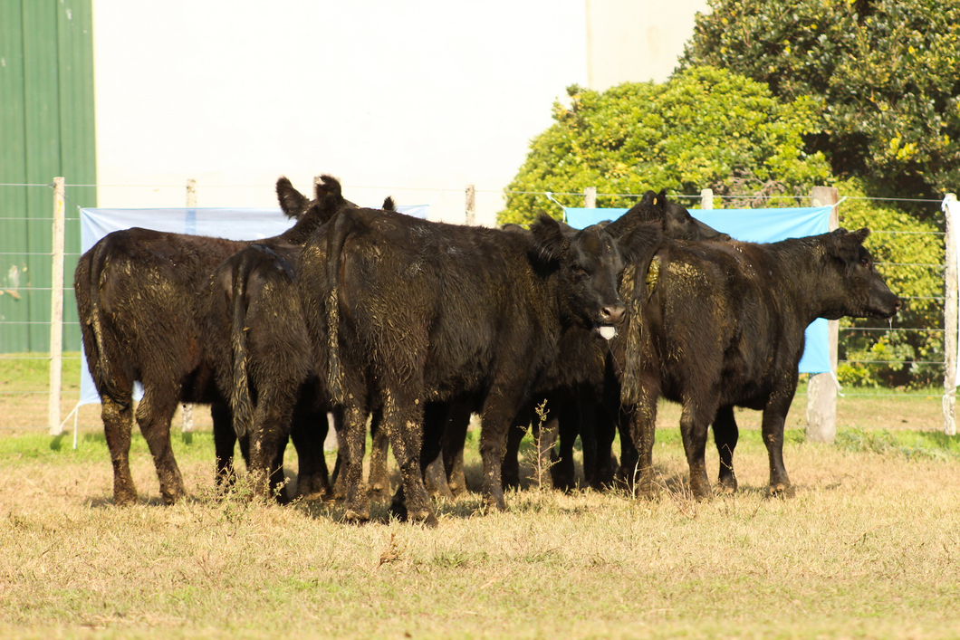 Lote CABAÑA “COEMBOTÁ” de Calderón: 10 VAQUILLAS MAS PREÑADAS