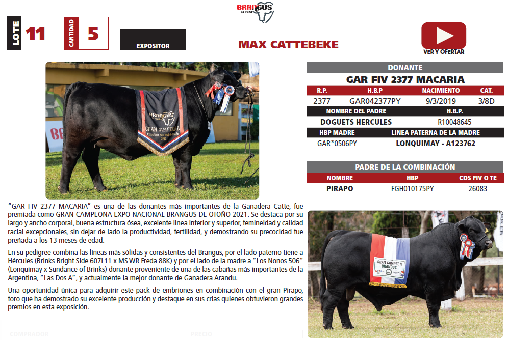Lote LOTE 11