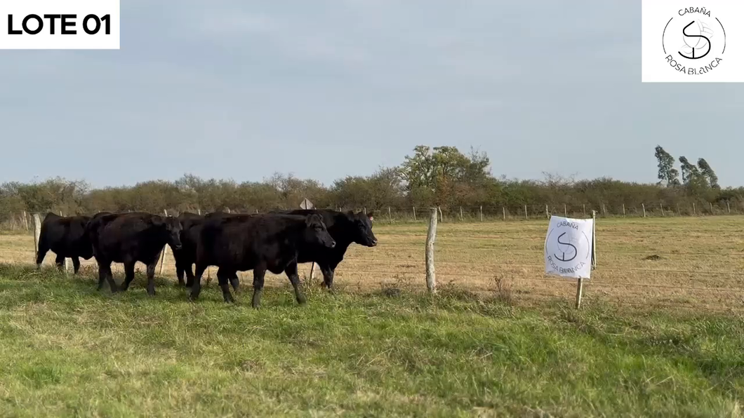 Lote CABAÑA ROSA BLANCA, de Sereno-Klauser: 6 VAQUILLAS MAS PREÑADAS NEGRAS