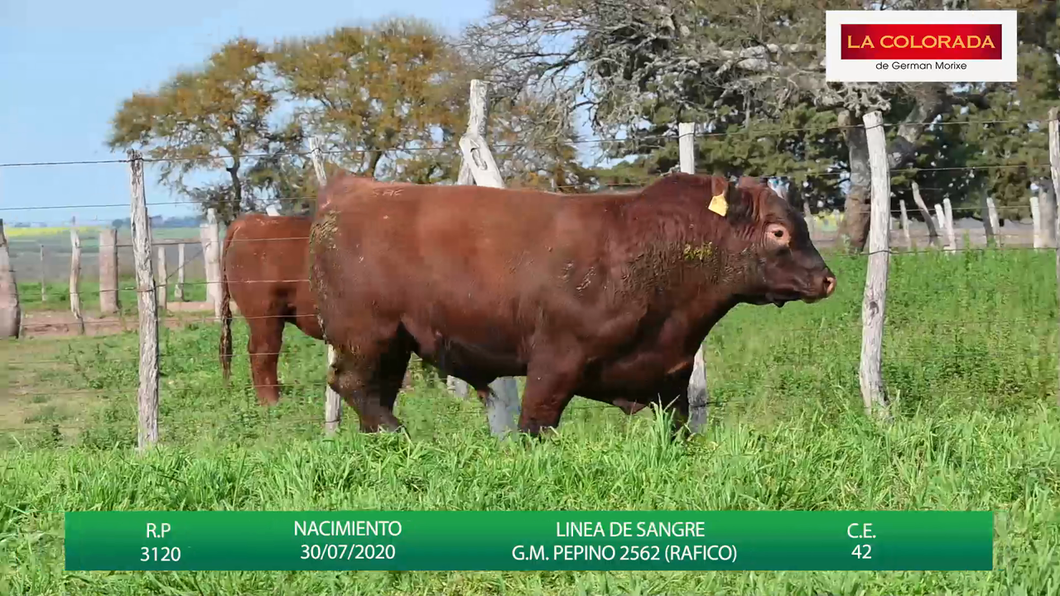 Lote TOROS ANGUS CAMPERO COLORADOS " LA COLORADA"