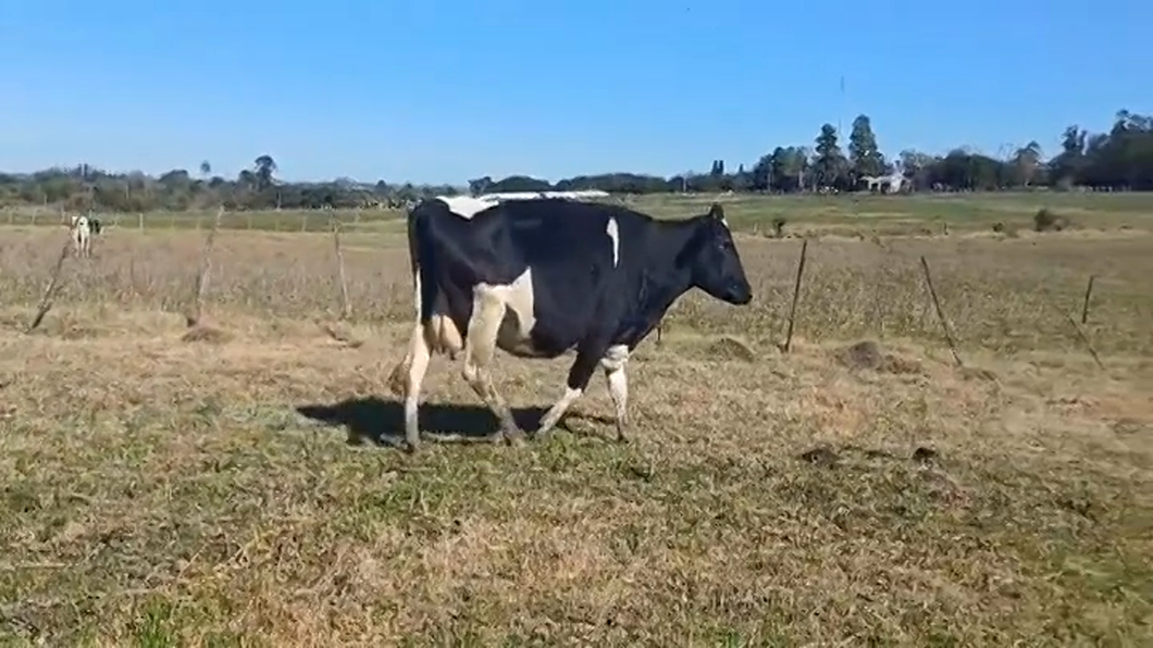 Lote (Vendido)Vacas preñadas HOLANDO a remate en #47 Pantalla Carmelo en CUFRE