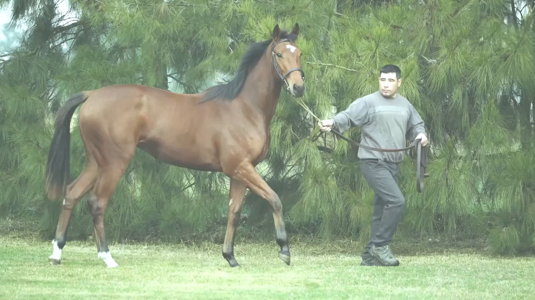 Lote CAZANOVA CHUCK  (CHUCK BERRY -  PERFECT BOB por  PERFECTPERFORMANCE)