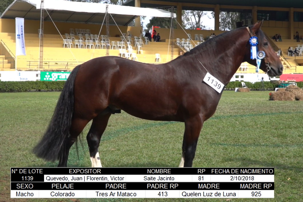 Lote CRIOLLOS EXPO INTERNACIONAL 2022 RP 81 - LOTE 8