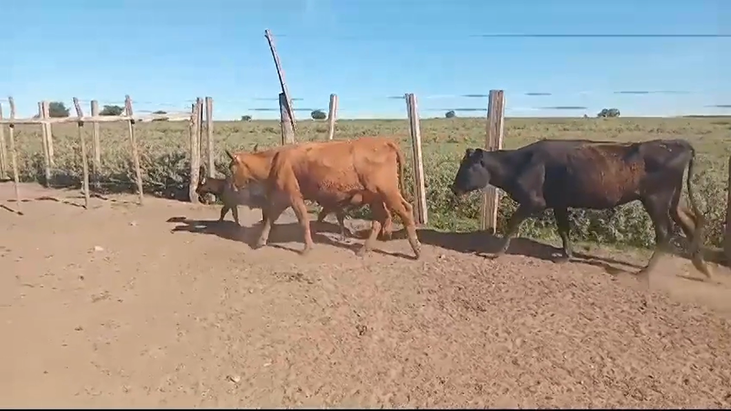 Lote (Vendido)4 Piezas de cría ANGUS a remate en 10° Entre Martillos  360kg - , Colonia