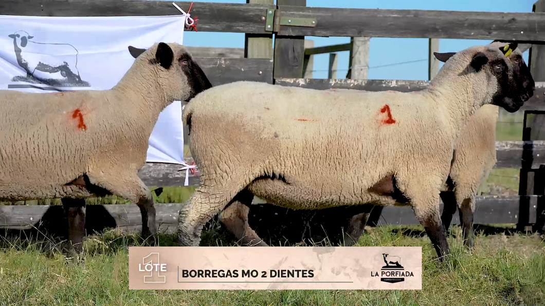 Lote Lote 1