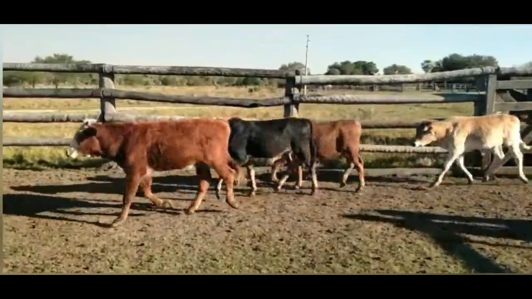 Lote 77 Desmamante M/H Nelore,  Hibridos tipo Braford ,  Brangus a remate en Feria de Invernada  160kg -  en Pozo Azul