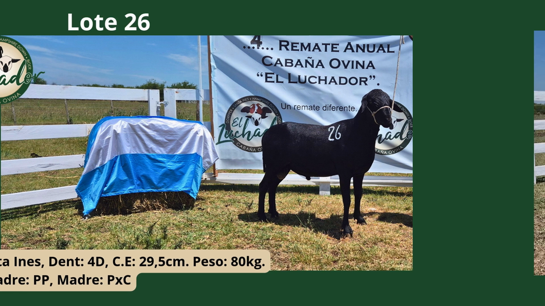 Lote PxC