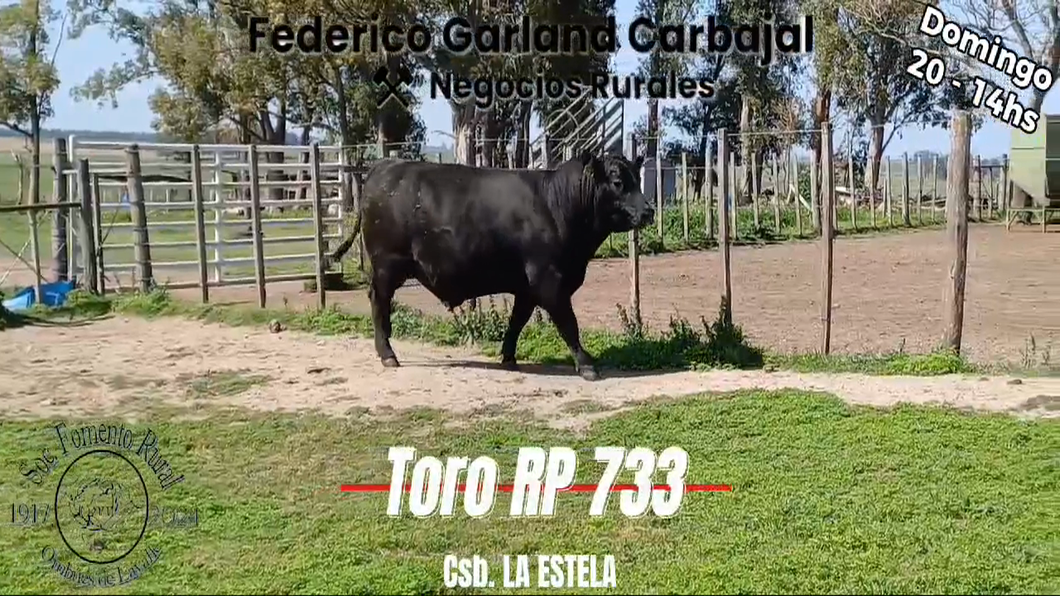 Lote TORO PI ANGUS a remate en Expo Ombues en OMBUES DE LAVALLE