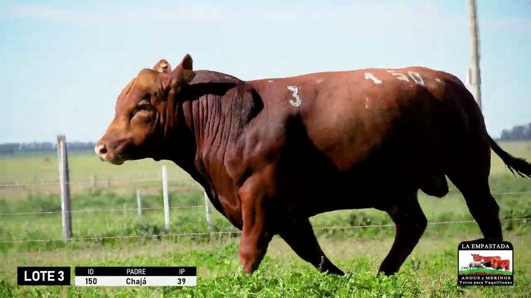 Lote 3 Toros a remate en Red Angus de La Empastada + Feria , Salto