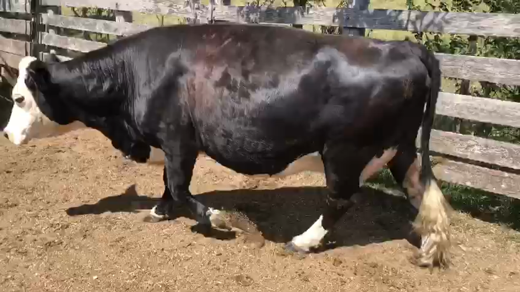 Lote 1 vaca hereford negro proxima