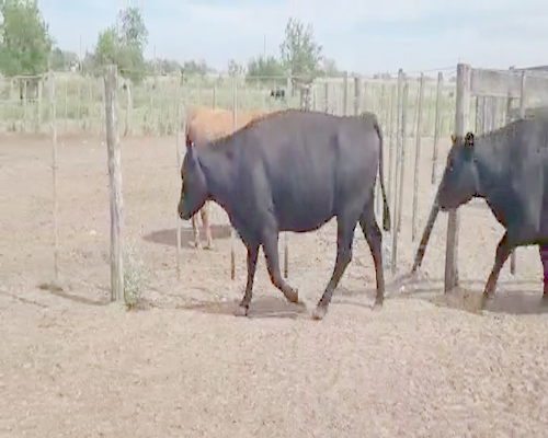 Lote 40 Vacas nuevas Preñadas en Bolívar, Buenos Aires