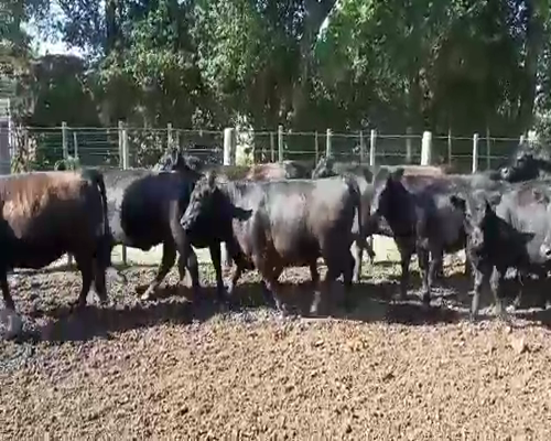 Lote 154 Vaquillonas P/ entorar en Río Cuarto, Córdoba