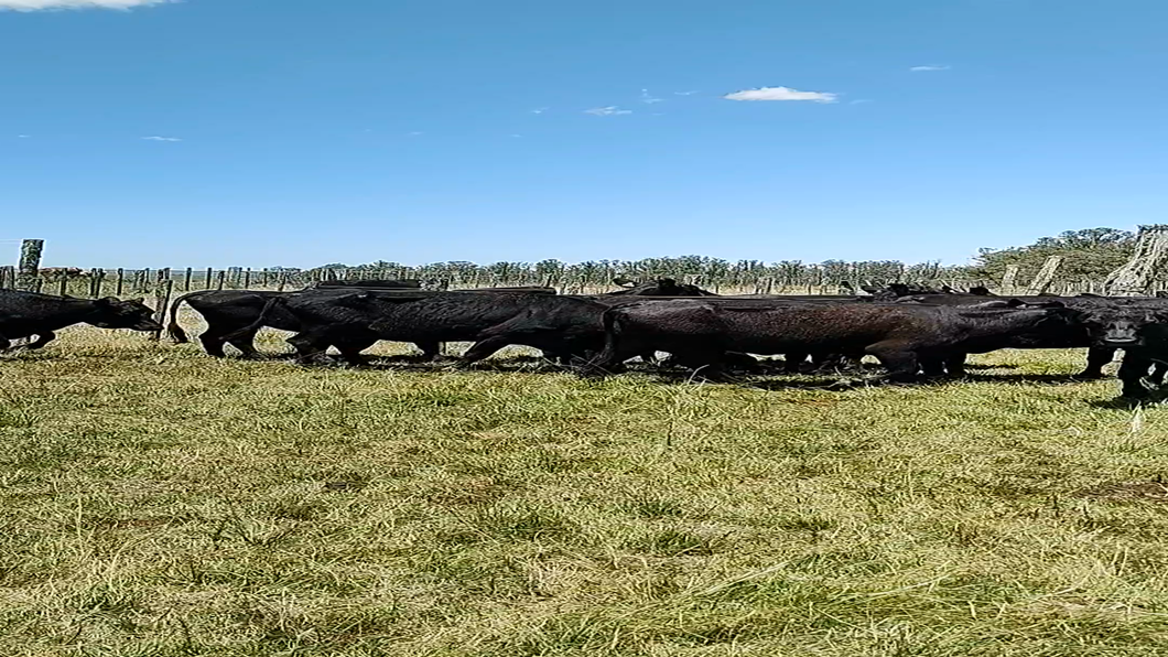 Lote 20 Vacas de Invernada en Tupambaé, Cerro Largo