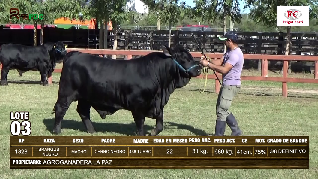 Lote Machos BRANGUS NEGRO a remate en Expo Pioneros 23 de Mayo 2024 en Pioneros del Chaco S.A.