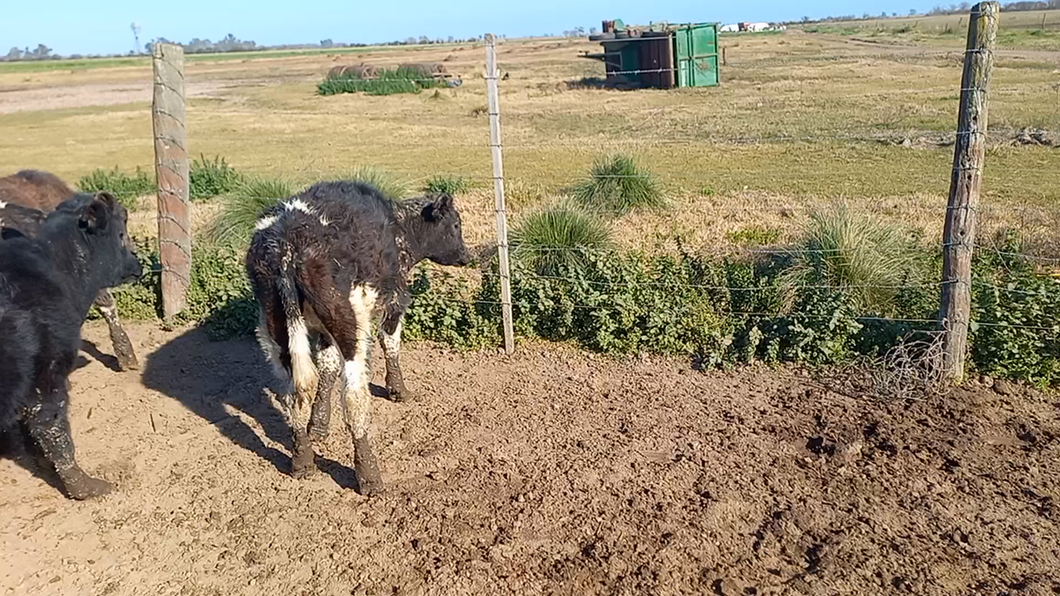 Lote 17 Novillitos Holando Argentino en Col. Bigand, Santa Fe