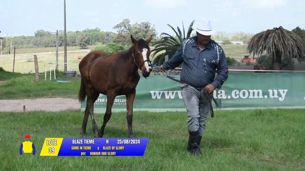 Lote BLAZE TIEME
