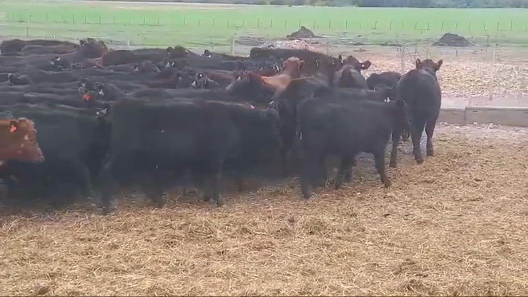 Lote (Vendido)62 Terneras ANGUS a remate en #46 Pantalla Carmelo 200kg -  en DOLORES