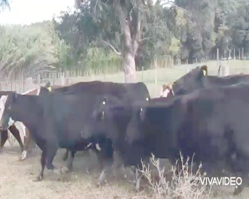 Lote 30 Vacas usadas preñadas en Chascomús, Buenos Aires
