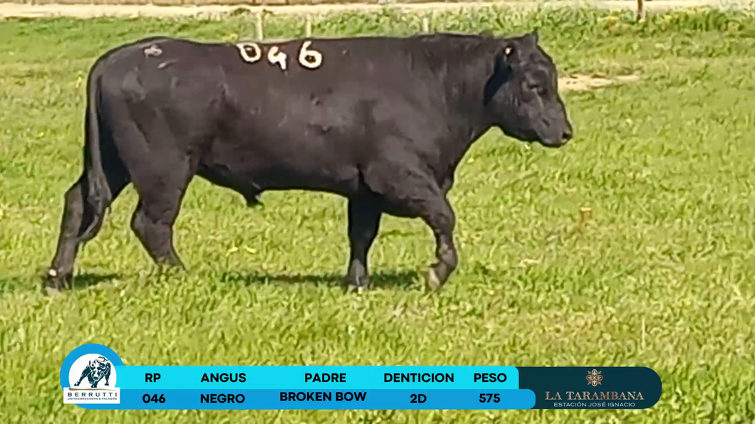 Lote Toros Angus a remate en Los Clase A 575kg - , Rocha