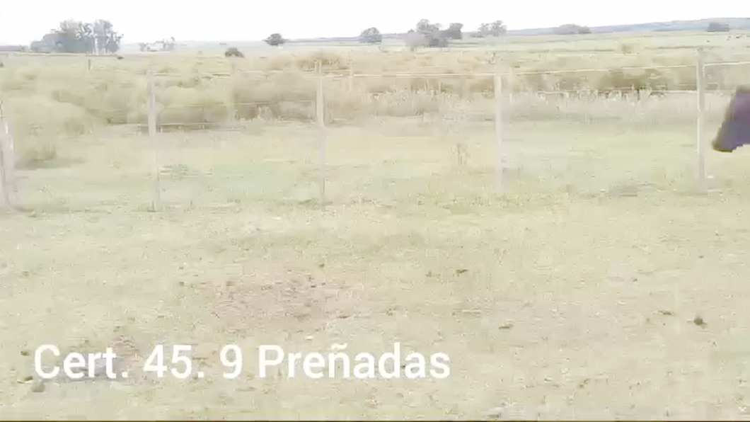 Lote VACAS PREÑADAS