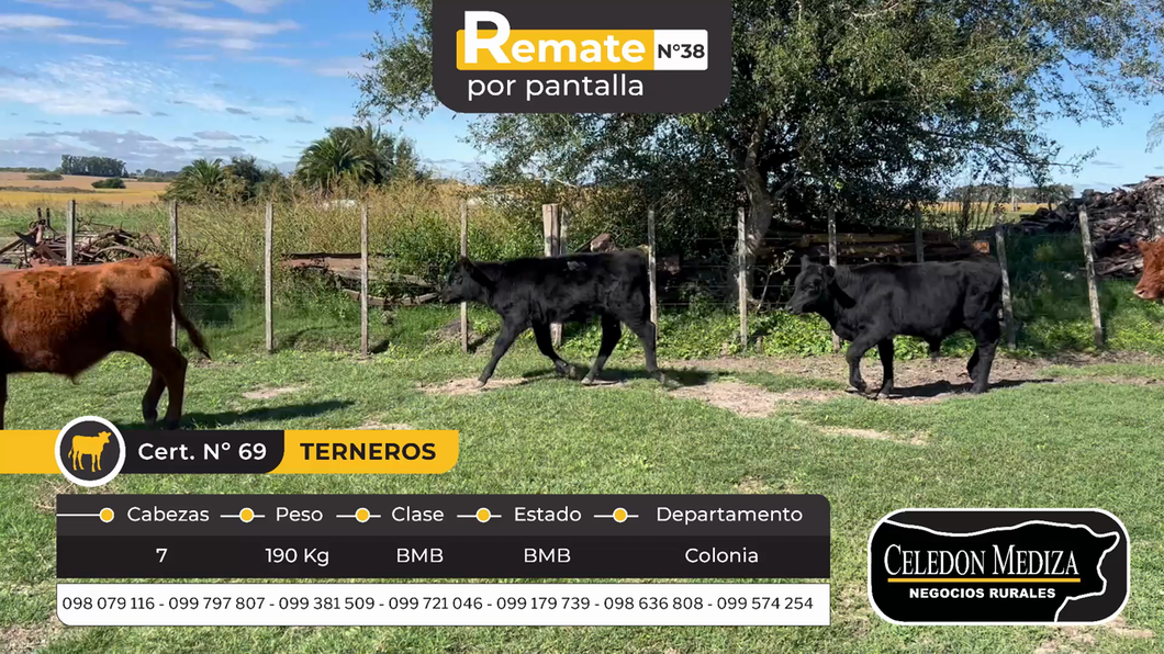 Lote 7 Terneros en Colonia