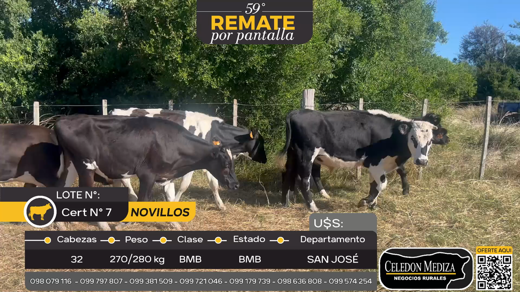Lote 32 Novillos en San José , San José