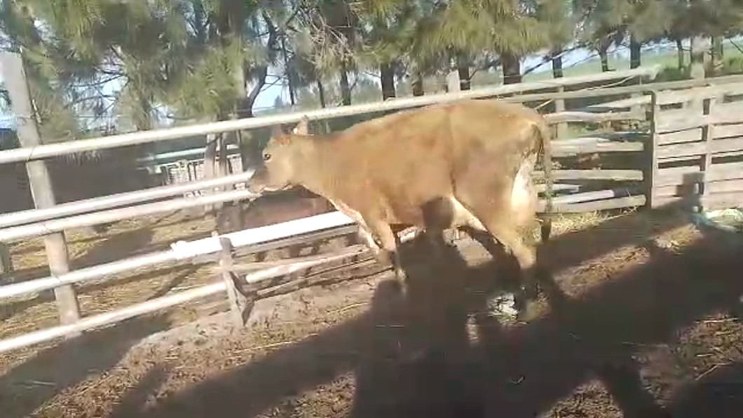 Lote Vacas de Invernada YERSEY a remate en PANTALLA CAMY - SAN JOSE  1500 VACUNOS 450kg - , San José