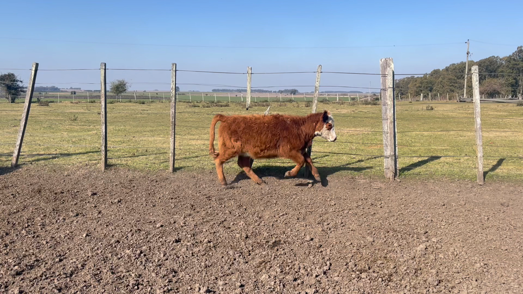 Lote TERNEROS Y TERNERAS