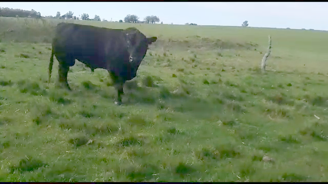 Lote Toros Angus a remate en Aniversario 115 Años - Camy 800kg -  en San Gregorio