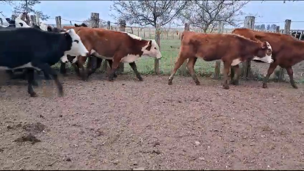 Lote 16 Terneras 4 HE,  3 RA,  2 AA,  7 HE x AA a remate en Pantalla Expo Salto - Daniel Medina 173kg -  en COL. E. ACEVEDO. KM 594 RUTA 3, 8 KM AL OESTE