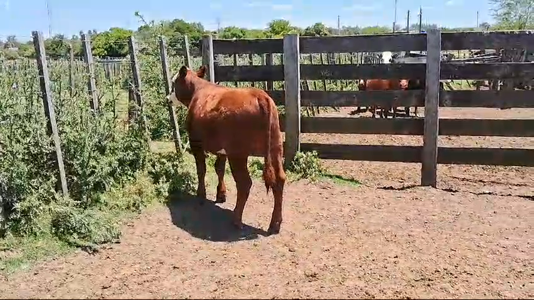 Lote Terneros a remate en Pantalla Camy 230kg - , San José