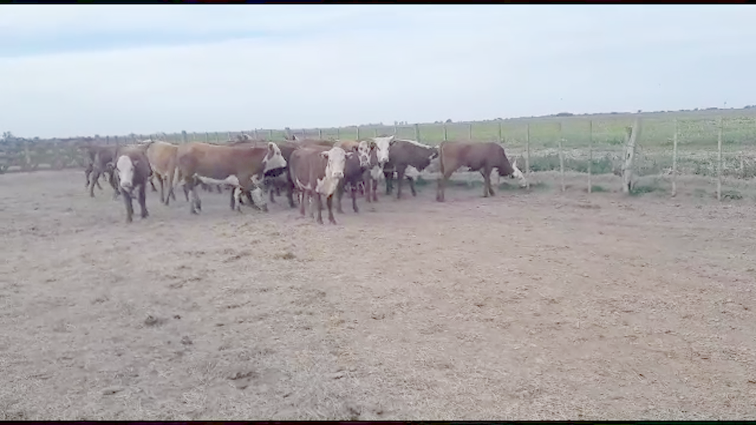 Lote 105 Vaquillonas preñadas en Las Varillas, Córdoba