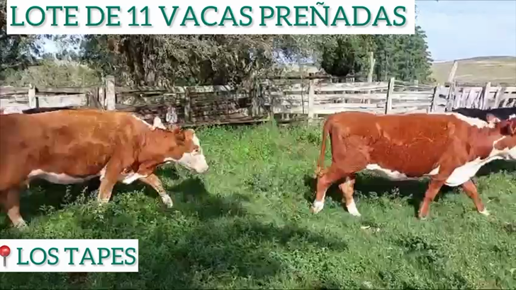 Lote 11 Vacas Preñadas
