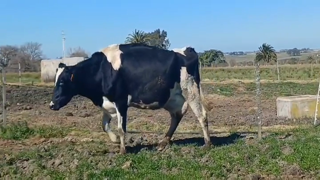 Lote PIEZA DE CRIA HOLANDO