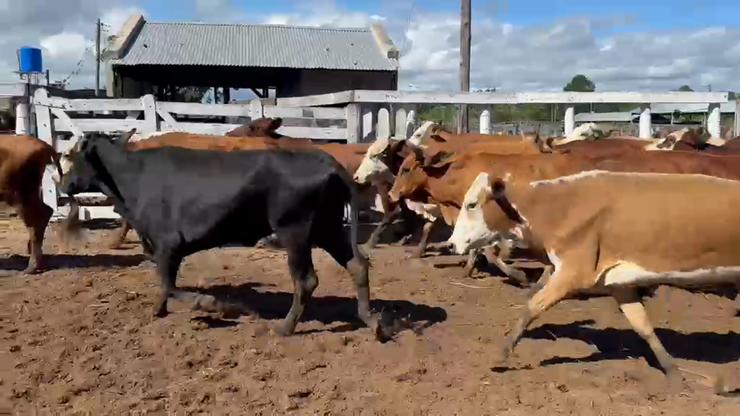 Lote 35 Vacas p/ invernar en Corrientes, Bella Vista