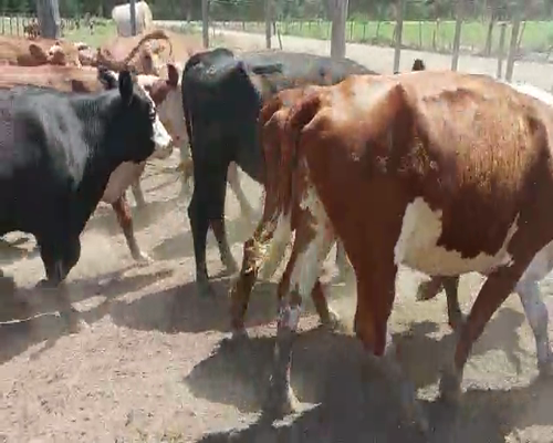 Lote 16 Vacas de Invernada en Kiyú, San José