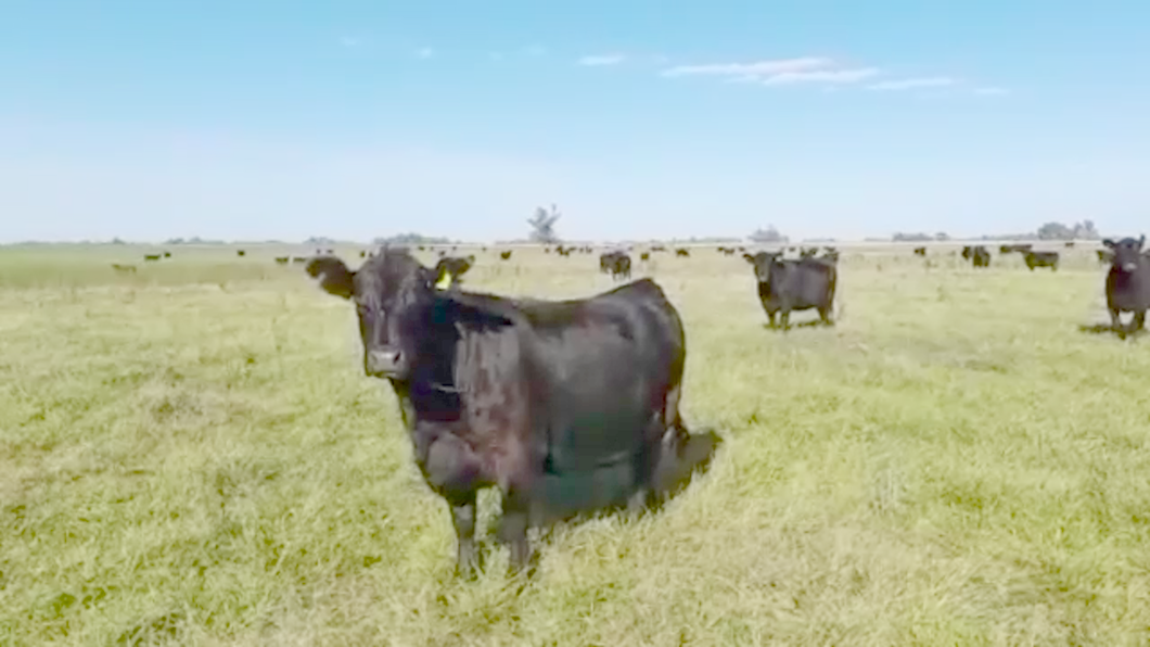 Lote 50 Vacas nuevas C/ gtia de preñez en Saladillo, Buenos Aires