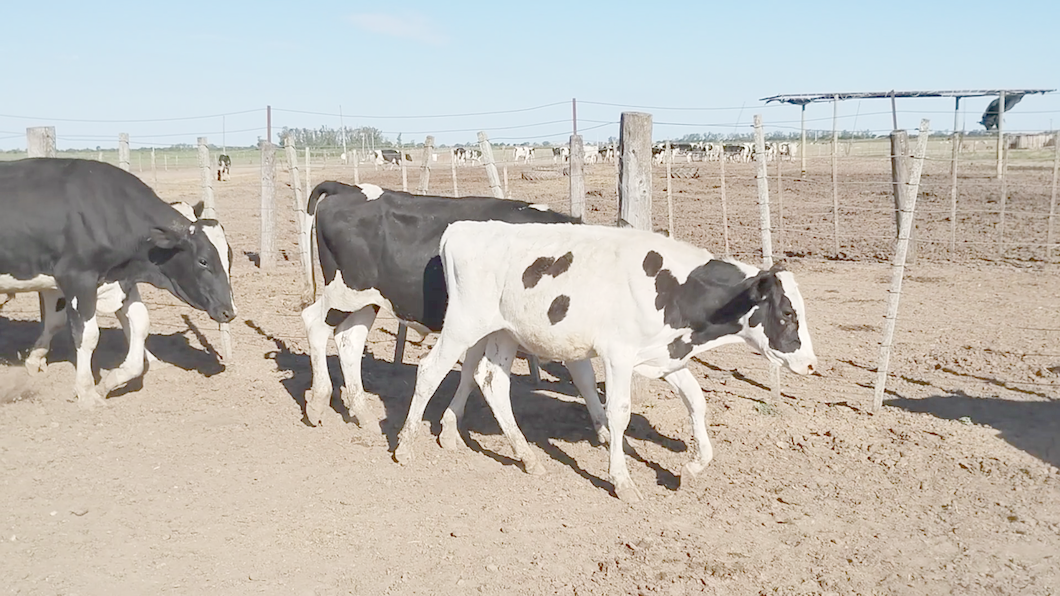 Lote 16 Novillitos Holando Argentino en La Paquita, Córdoba